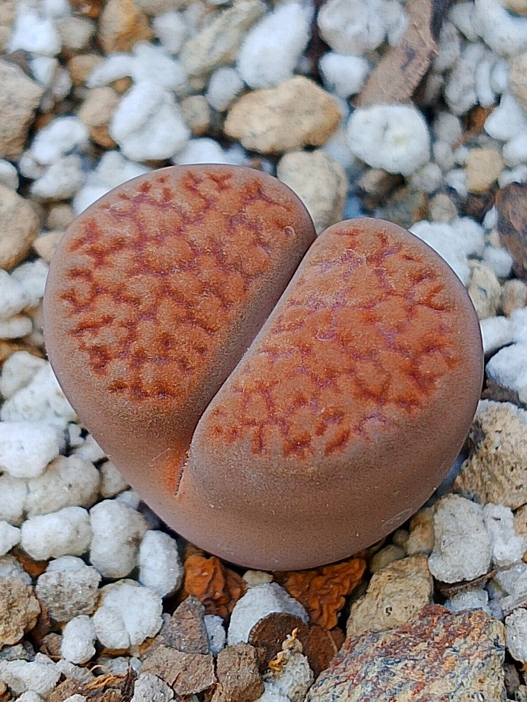 C155 	Lithops hookeri v. marginata (red-brown Form)