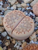 C161 	Lithops julii ssp. fulleri v. fulleri