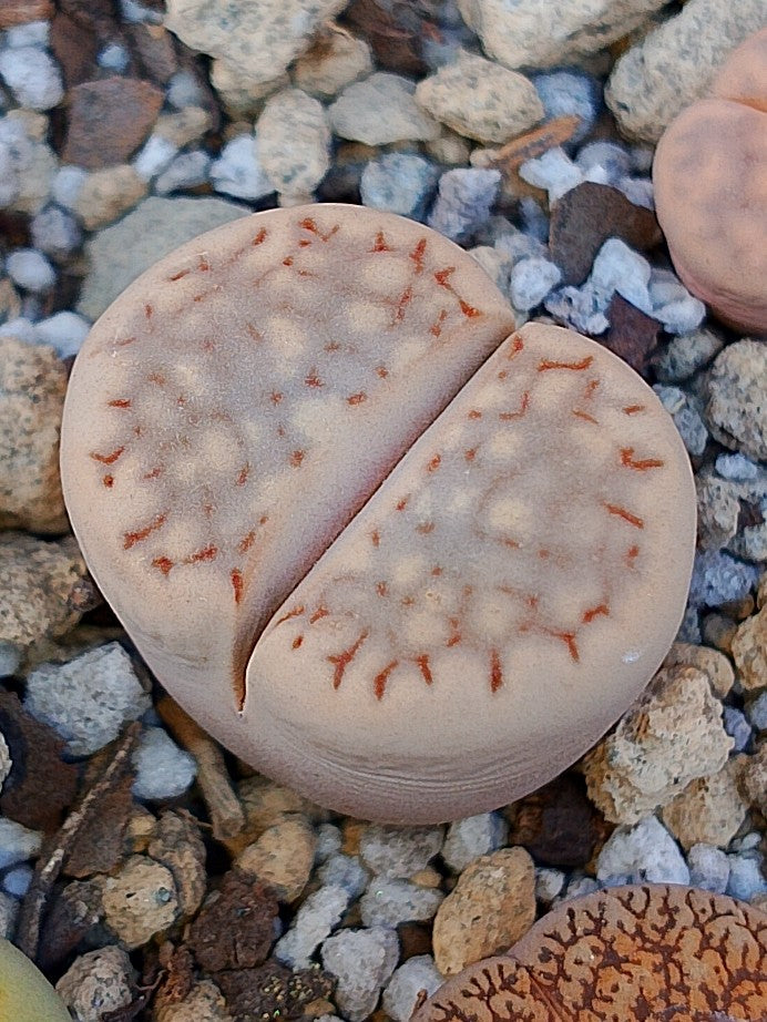 C161 	Lithops julii ssp. fulleri v. fulleri