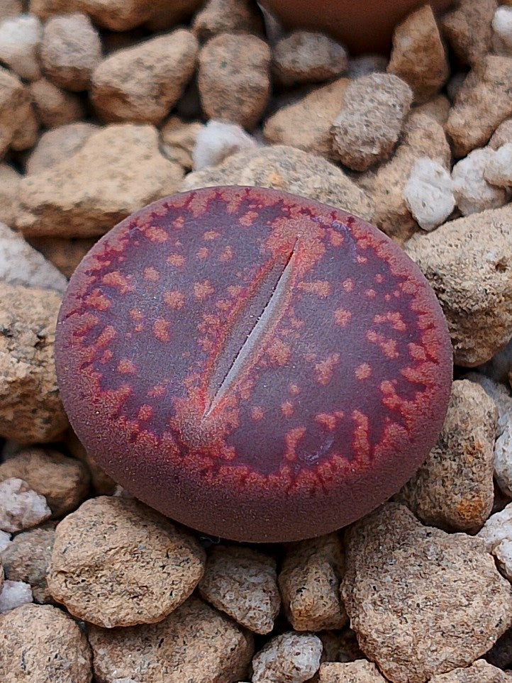 Lithops aucampiae 'Rudesheim Ruby' 2.5 años