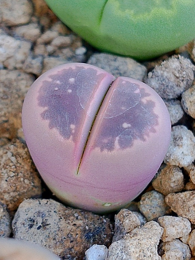 Lithops Olivacea v. Nebrownii 'Red olive'