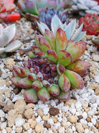 Echeveria Channel rose