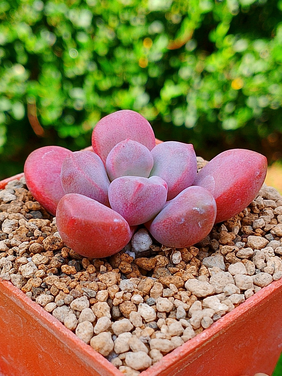 Echeveria Polarie heart B | maceta 3"