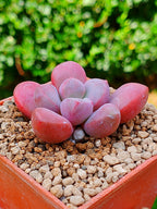Echeveria Polarie heart B | maceta 3"