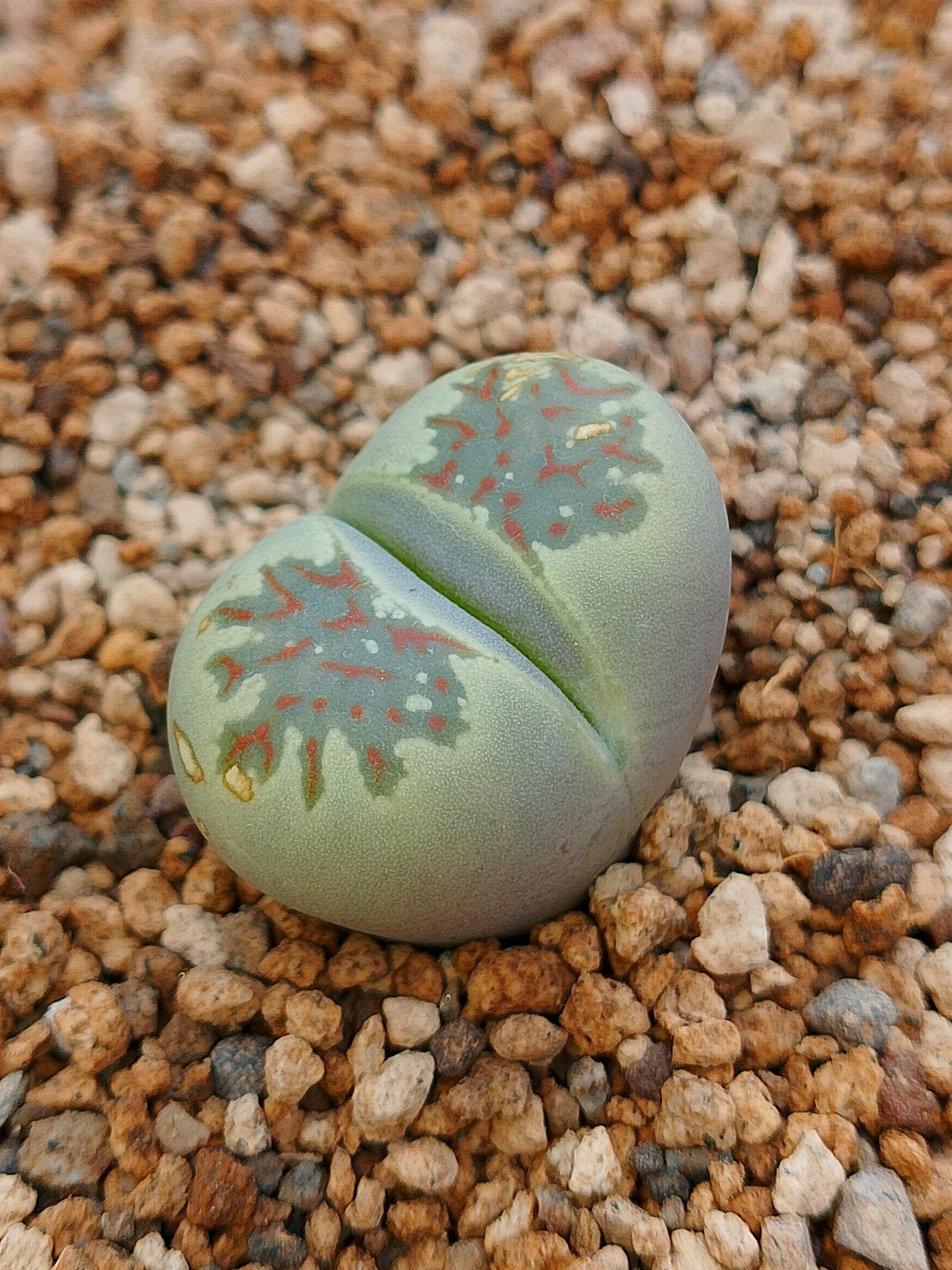 C300 	Lithops dorotheae