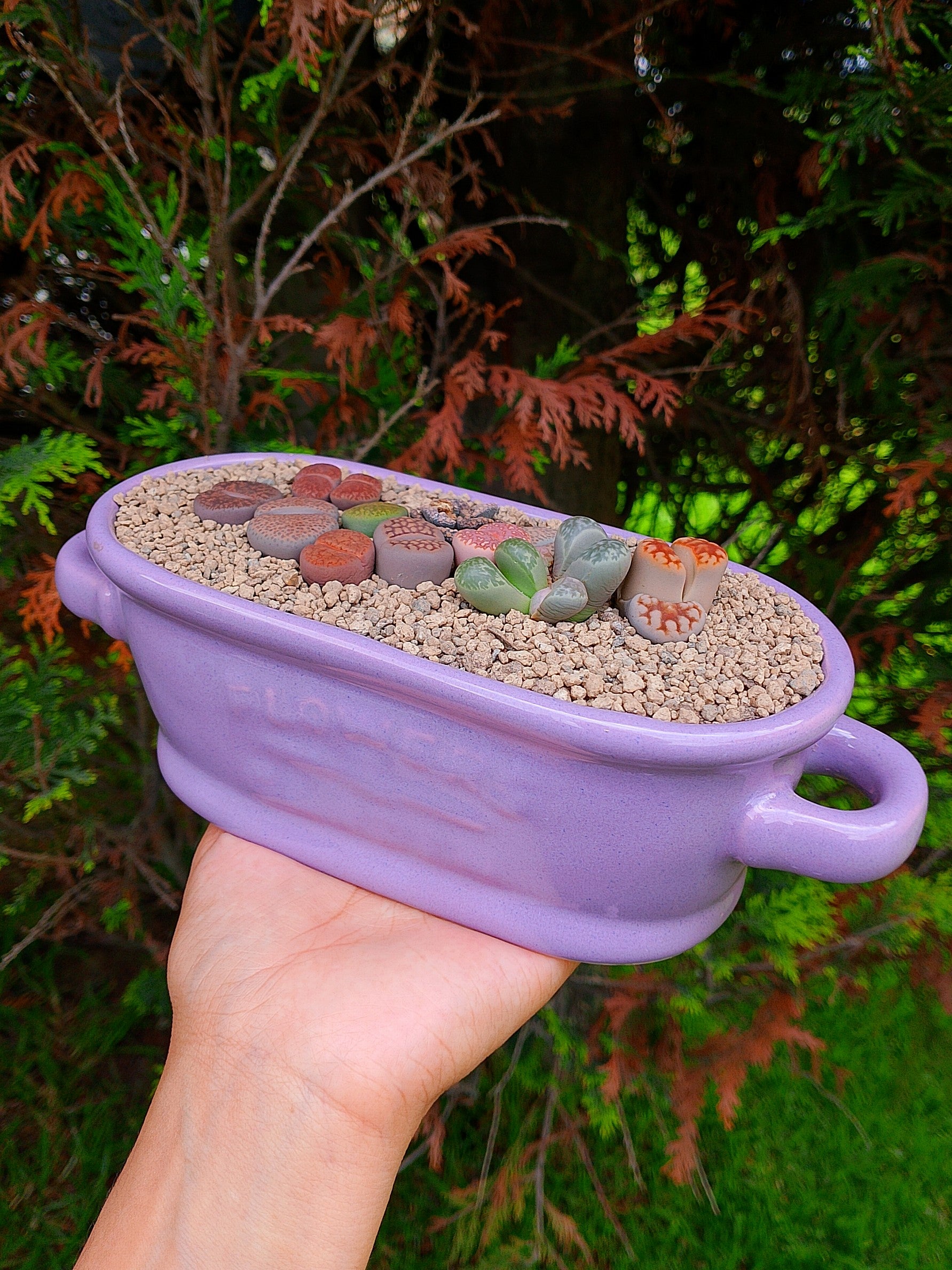 Paquete lithops Mix - Tina B