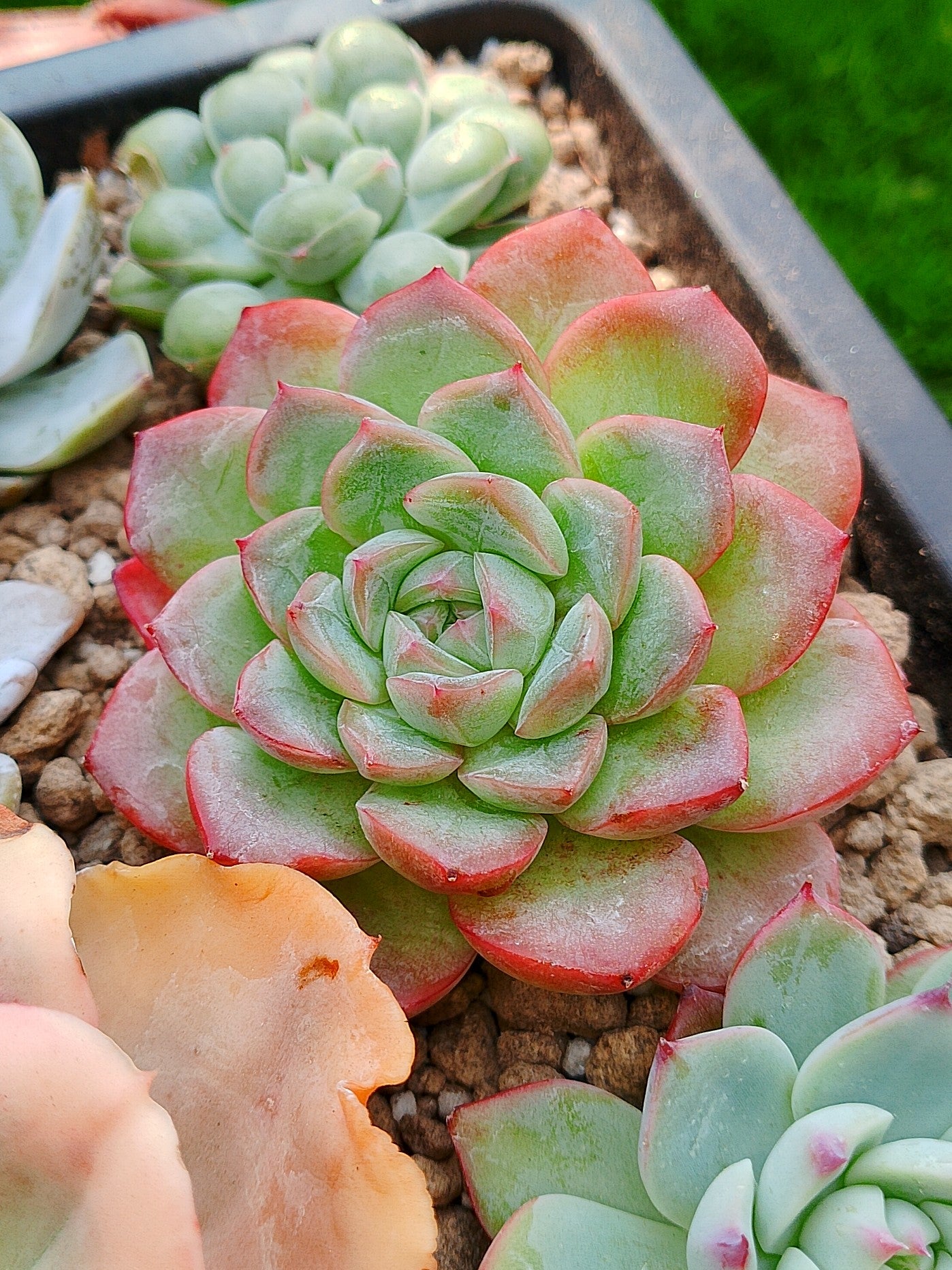 Echeveria Starmark | maceta 3"