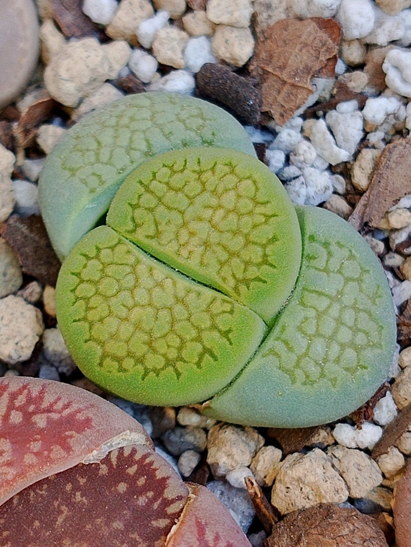 Lithops hallii var. hallii 'Sakkie's Green'