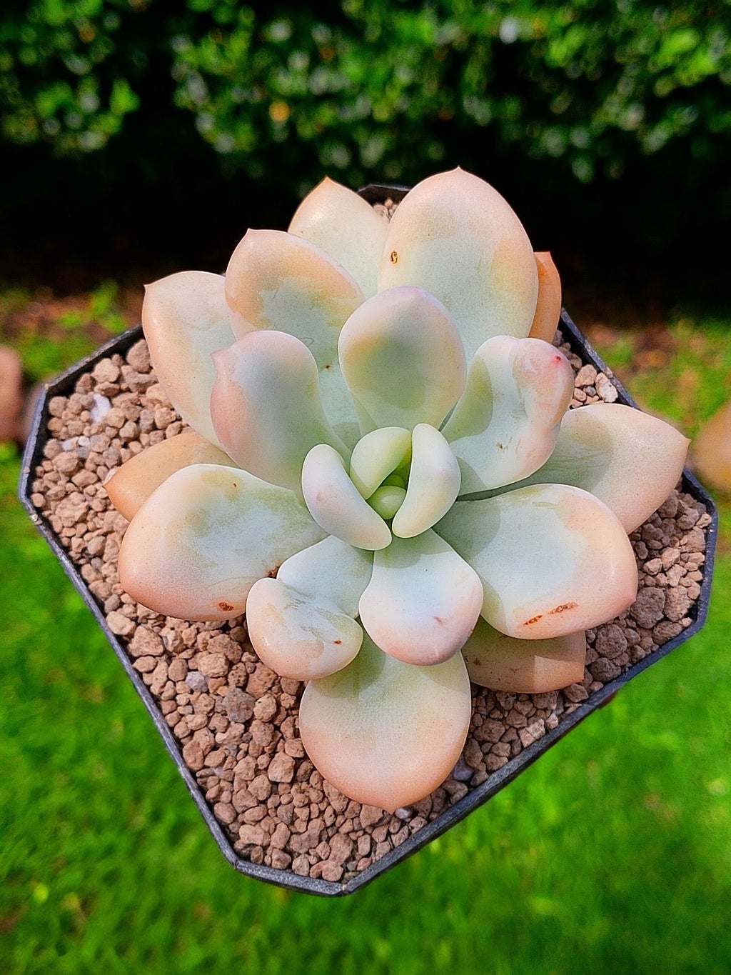Echeveria Opalina variegada