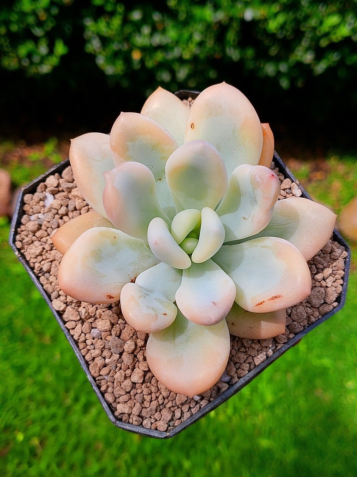 Echeveria Opalina variegada
