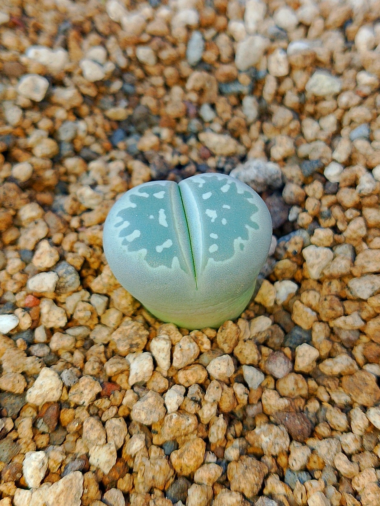 C109 Lithops olivacea v. olivacea