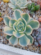 Echeveria carrousel | maceta 4"