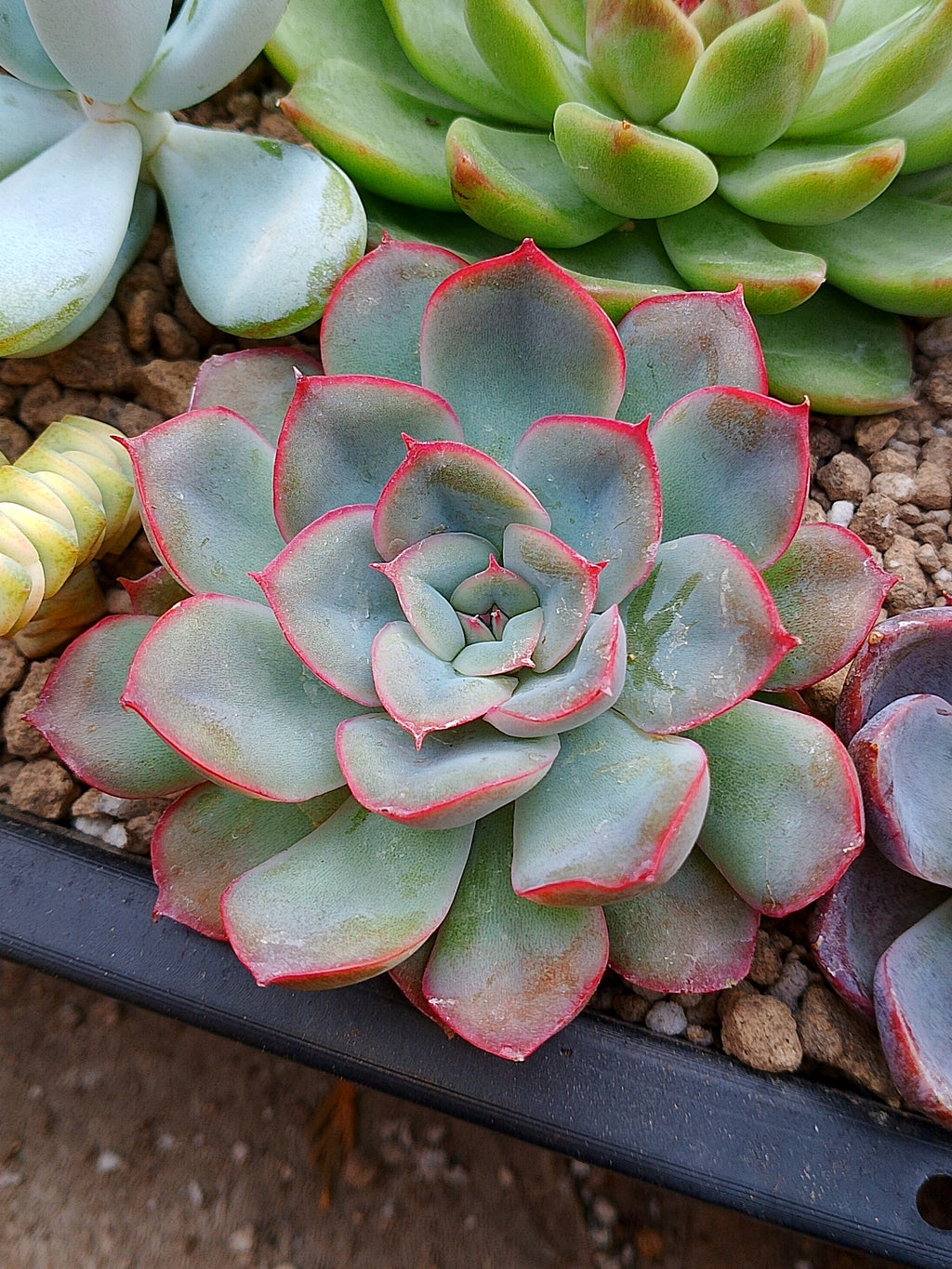 Echeveria Hércules | maceta 3"