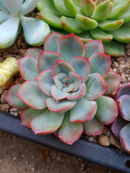 Echeveria Hércules | maceta 3"