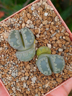 Lithops Otzeniana | 2 cabezas
