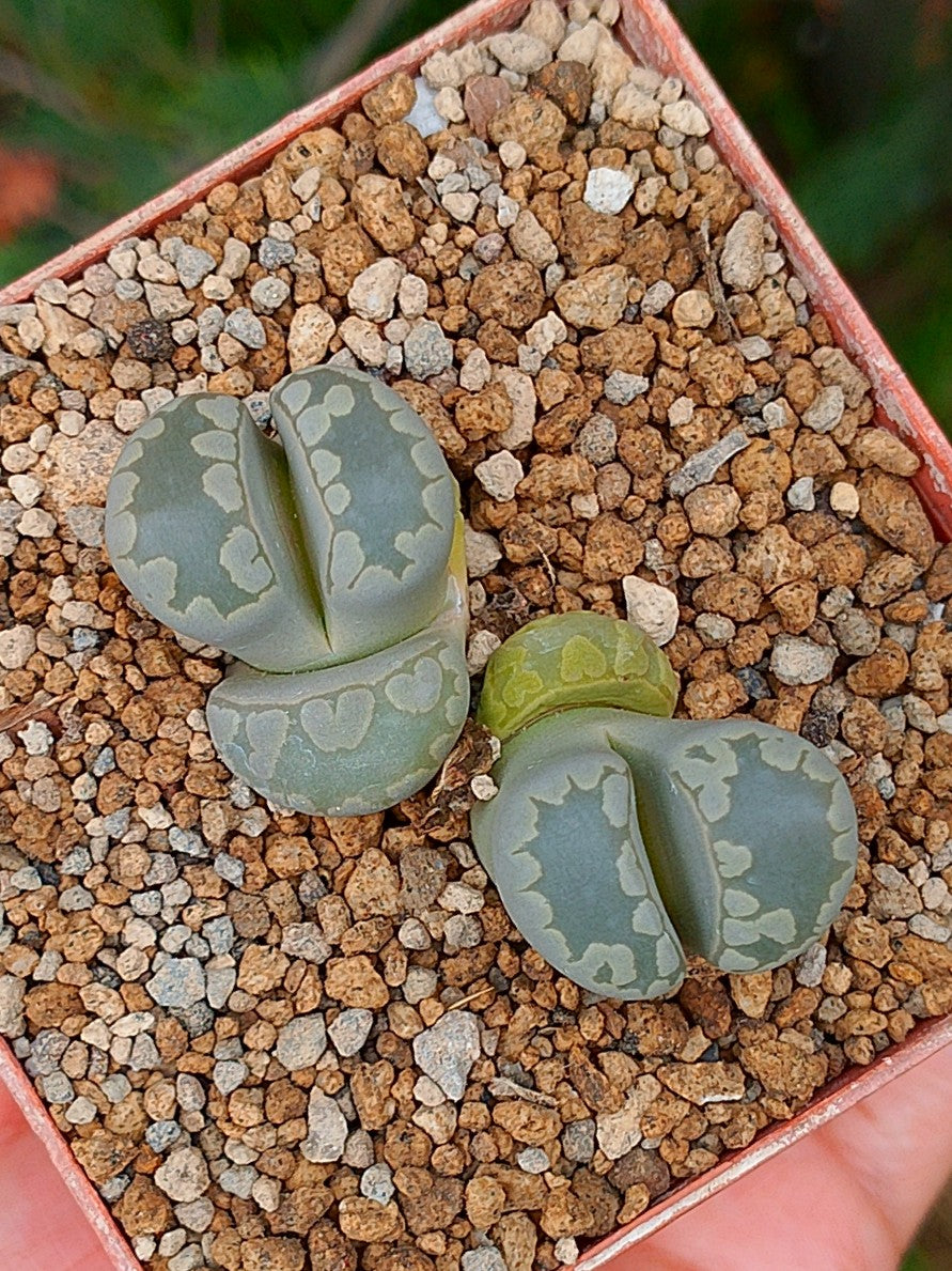 Lithops Otzeniana | 2 cabezas