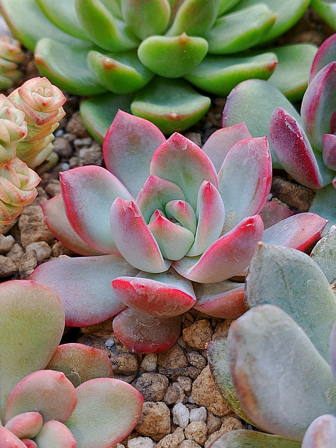 x Graptoveria Milky | Maceta 3"
