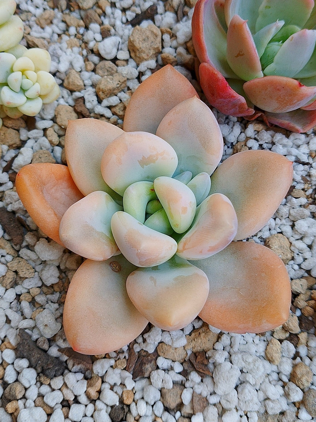 Echeveria Opalina variegada
