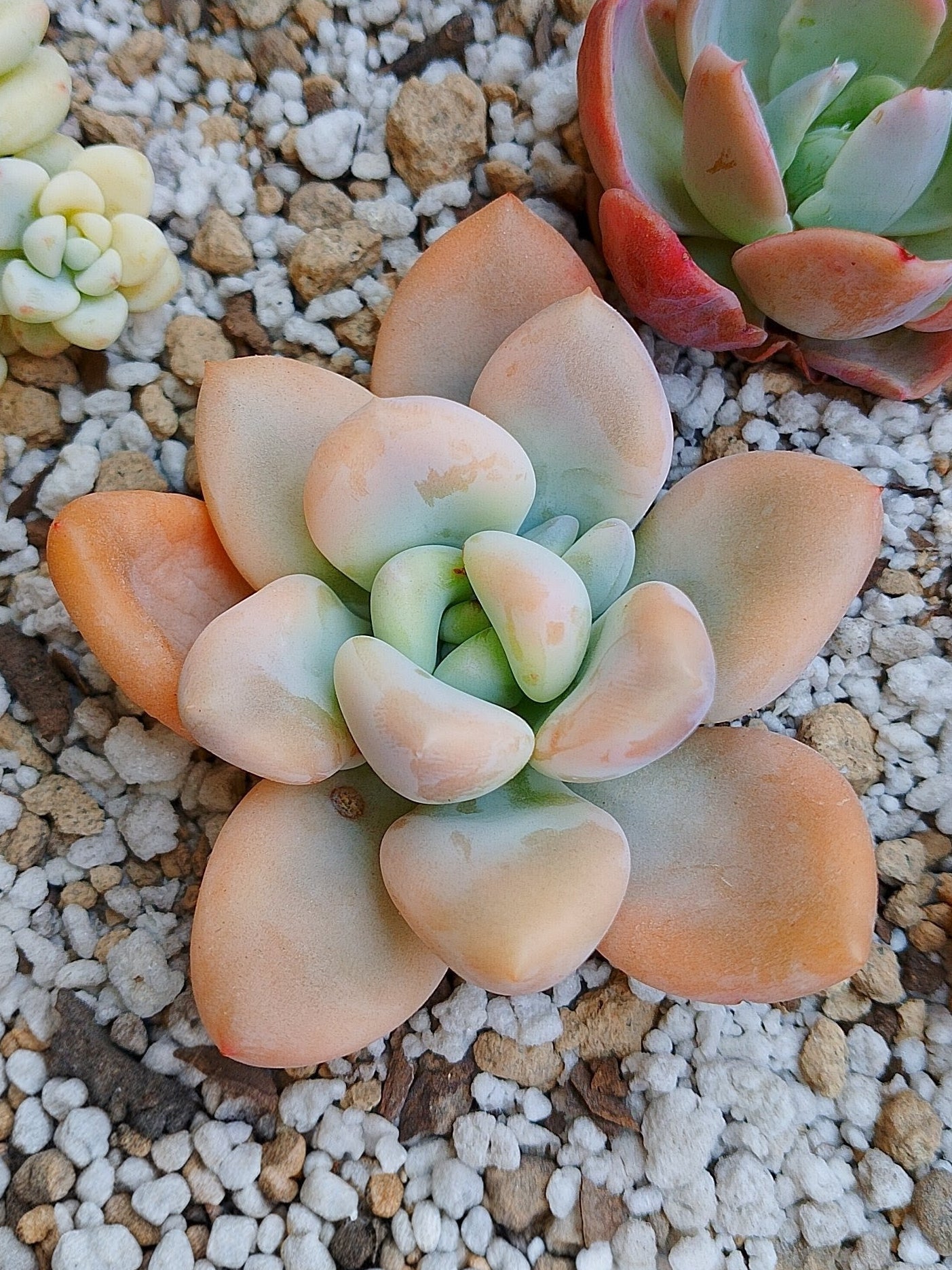 Echeveria Opalina variegada