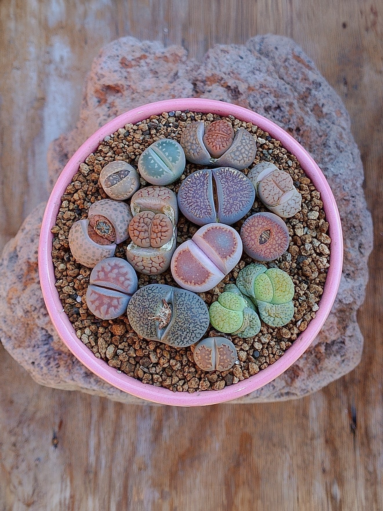 Paquete lithops Mix - circular E