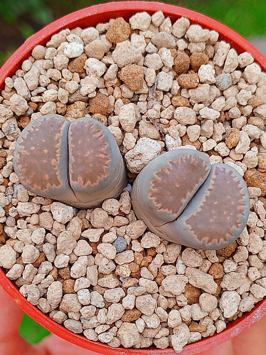 Lithops Salicola | 2 cabezas