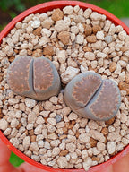 Lithops Salicola | 2 cabezas