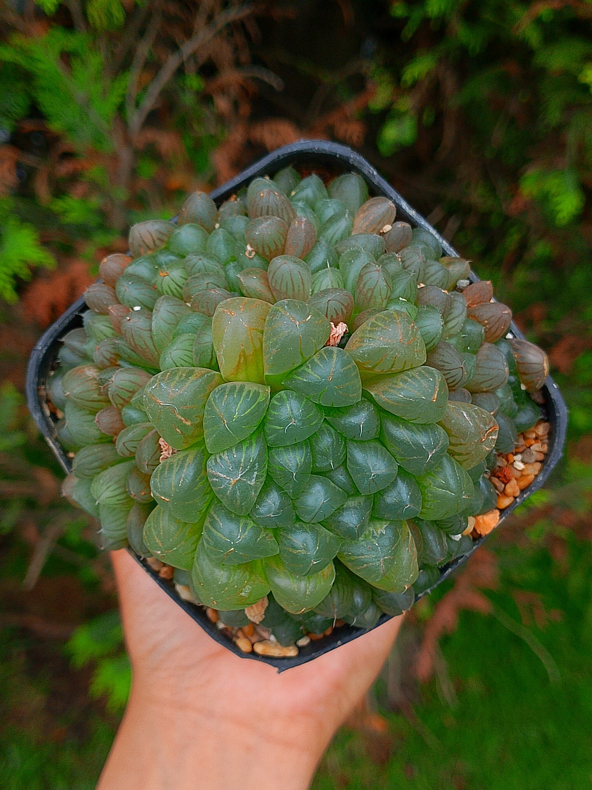 Colonia de Haworthia Cooperi | maceta 3.5"