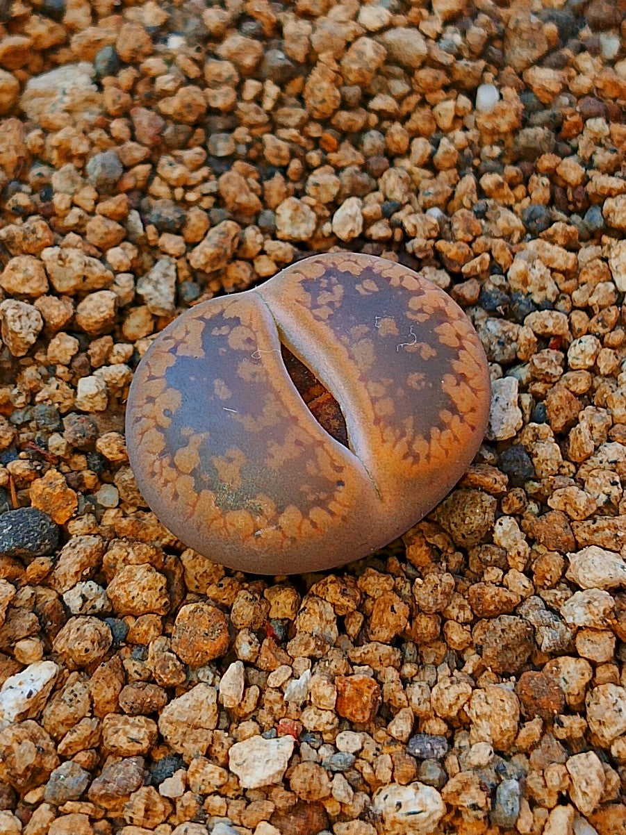 C004 	Lithops aucampiae ssp. aucampiae v. aucampiae