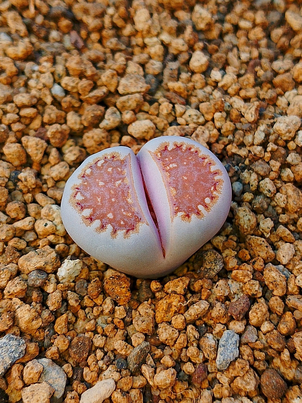 C064 	Lithops julii ssp. julii