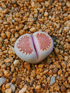 C064 	Lithops julii ssp. julii