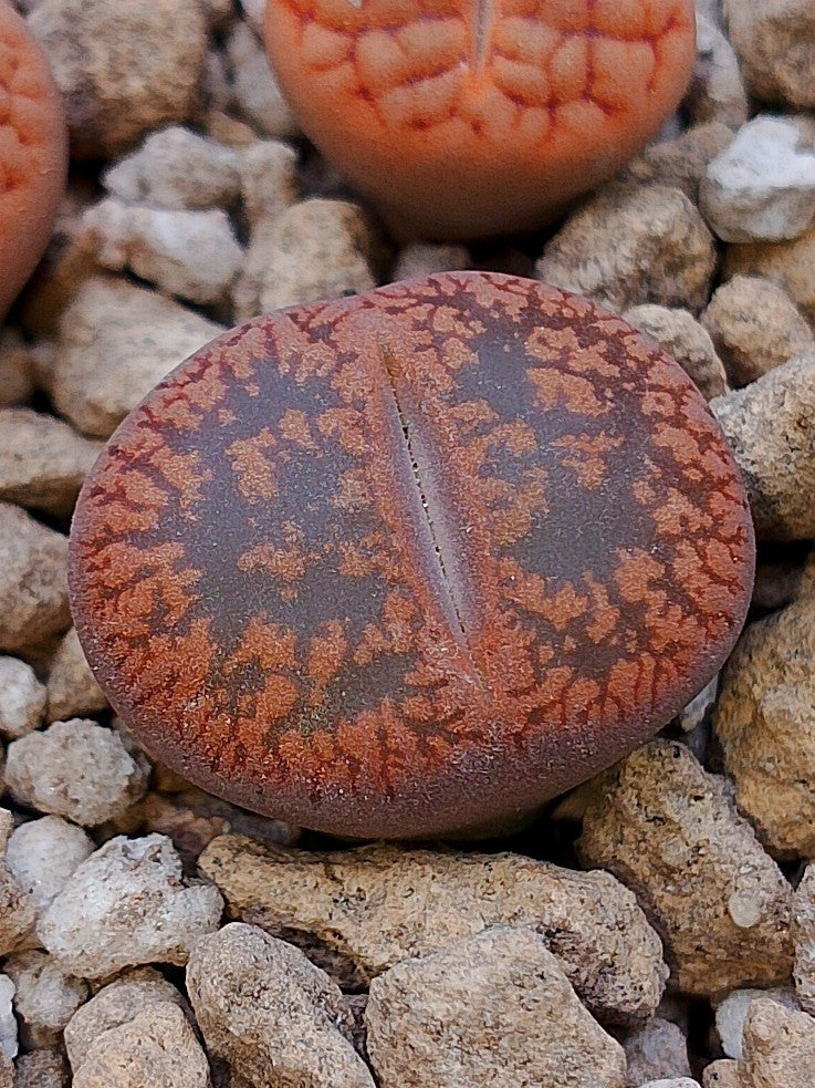 C334 	Lithops aucampiae ssp. aucampiae v. aucampiae