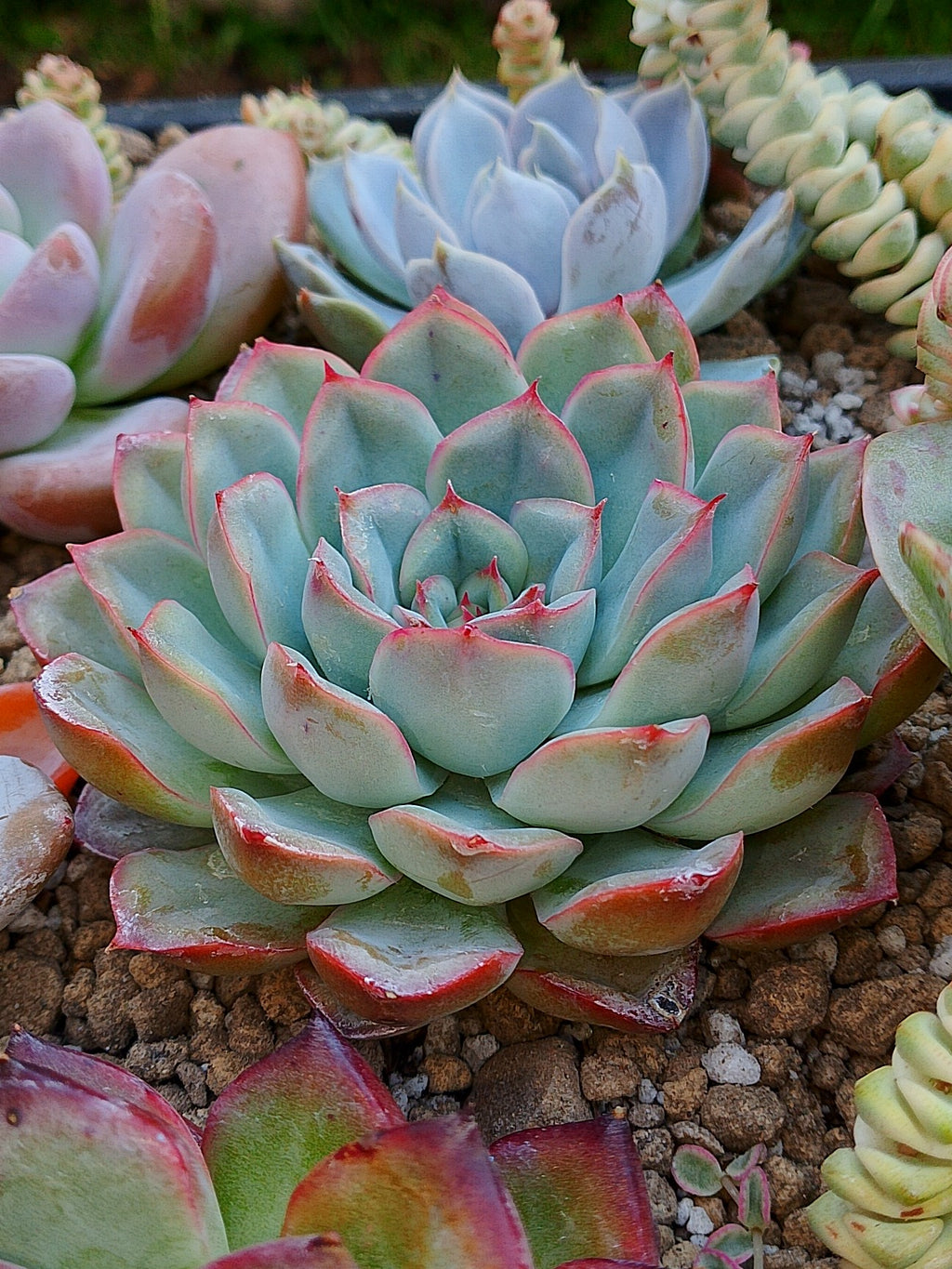 Echeveria Hércules | maceta 4"