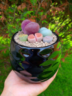Paquete lithops Mix - circular D