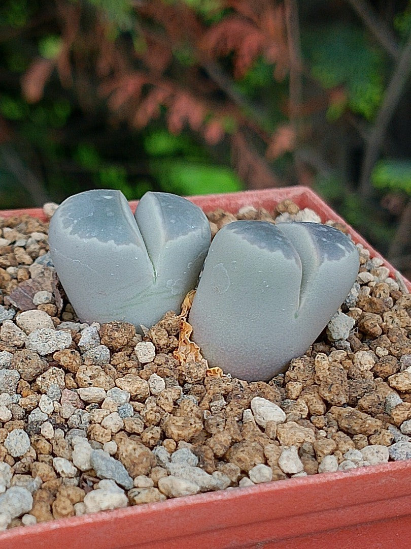 Lithops Olivacea  | 2 cabezas