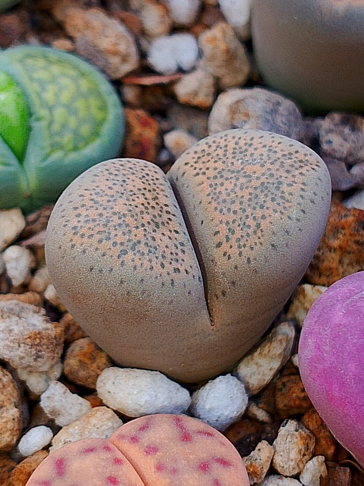 C345 	Lithops terricolor
