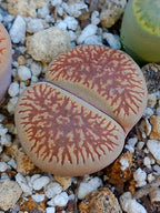 C054 	Lithops aucampiae ssp. euniceae v. fluminalis