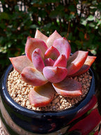 Echeveria Pink tulip