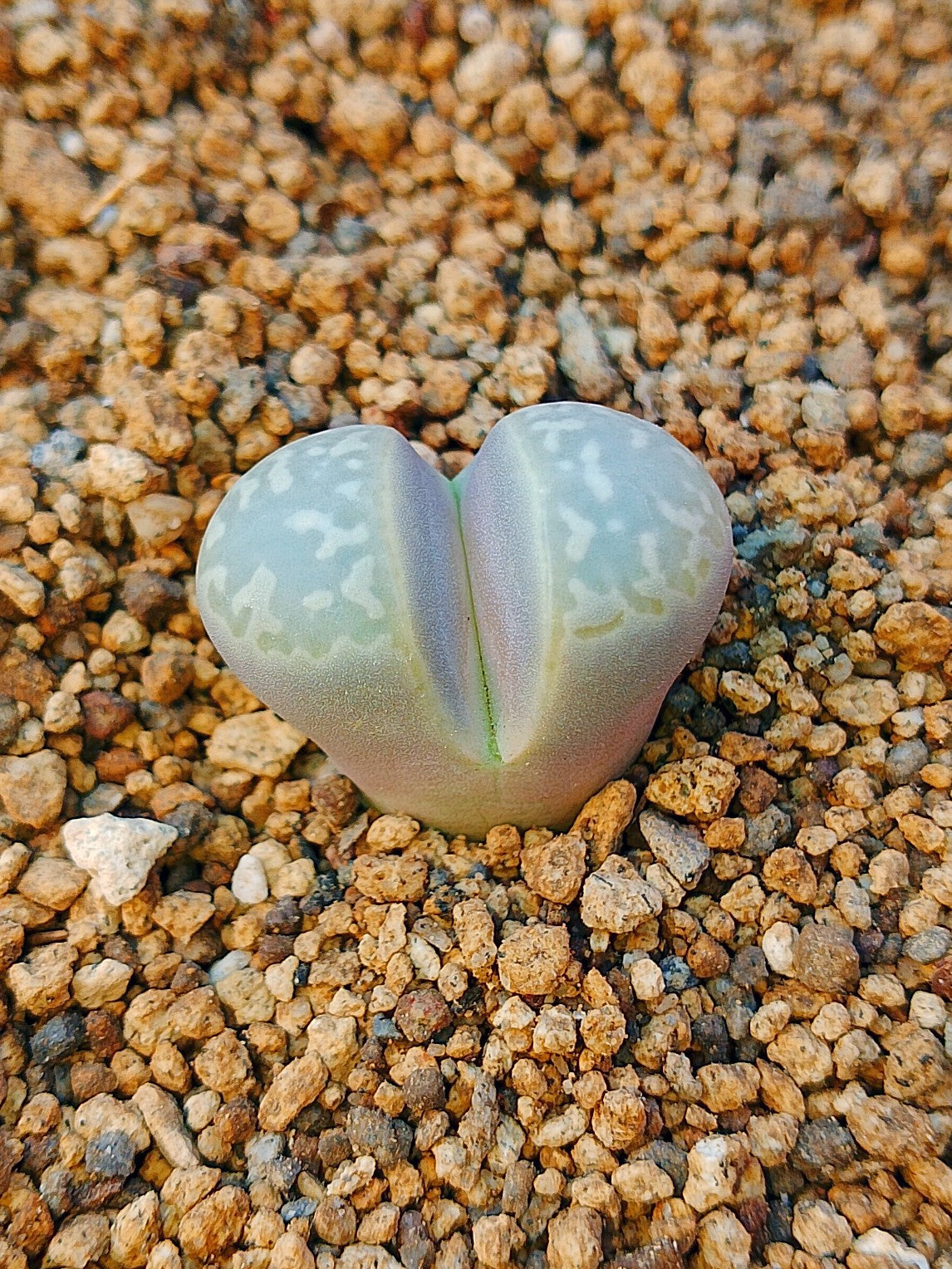 C304 	Lithops naureeniae