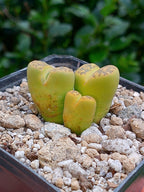 Lithops Bromfieldii sulphurea  | 2 cabezas