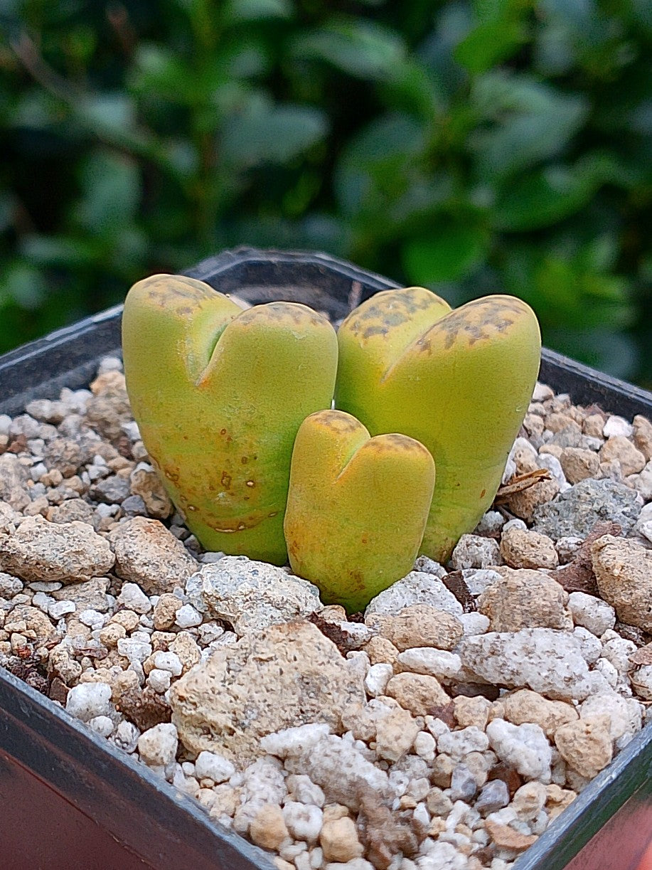 Lithops Bromfieldii sulphurea  | 2 cabezas