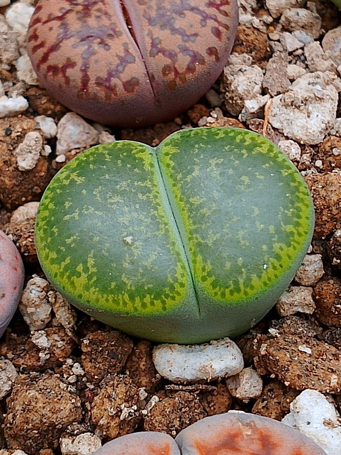 C036B 	Lithops lesliei ssp. lesliei v. lesliei 'Storms’s Albinigold'