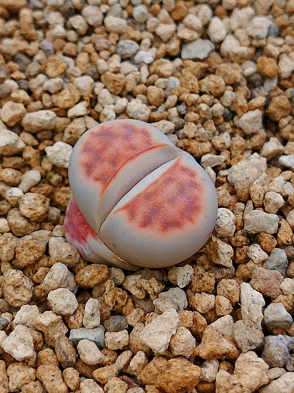 C168 	Lithops karasmontana ssp. karasmontana v. karasmontana (syn. mickbergensis)