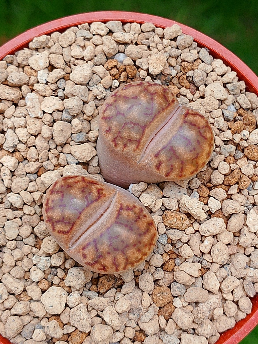 Lithops Bromfieldii | 2 cabezas