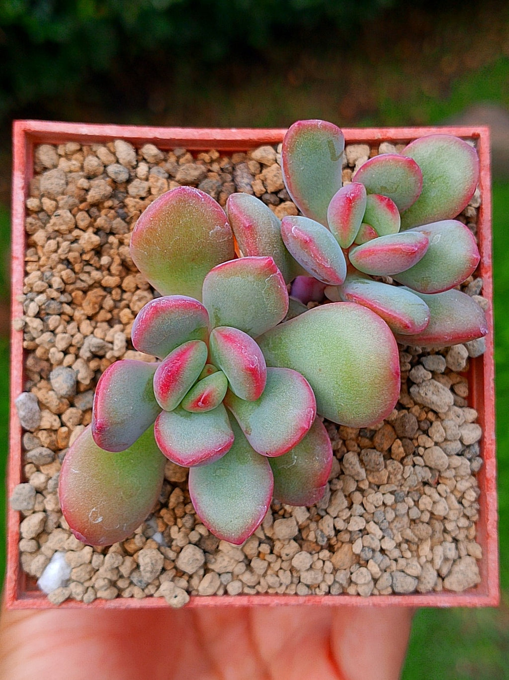 Echeveria Danbi | maceta 3"