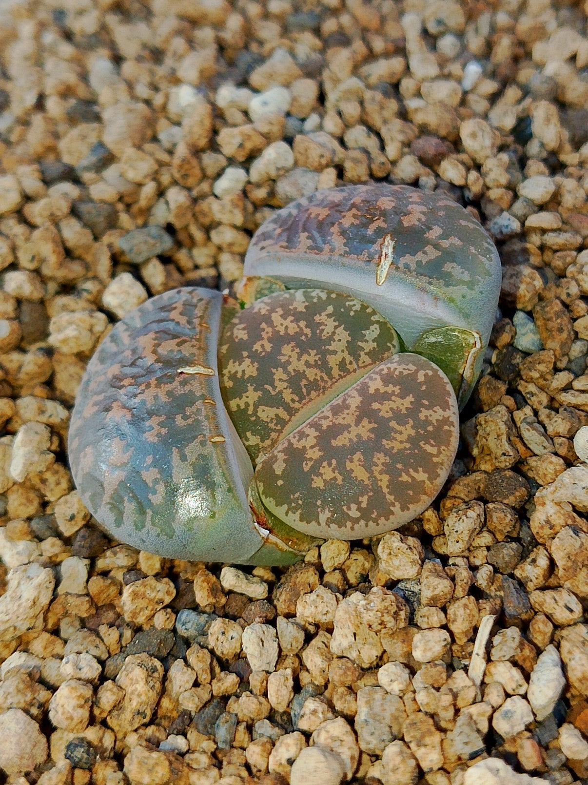 C033 	Lithops lesliei ssp. lesliei v. lesliei