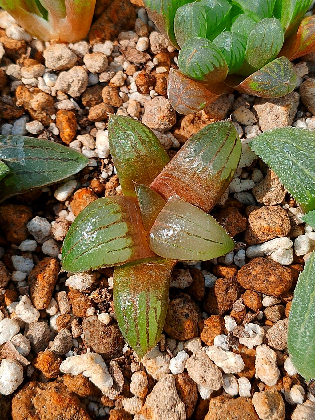 Haworthia RG F | maceta 2"