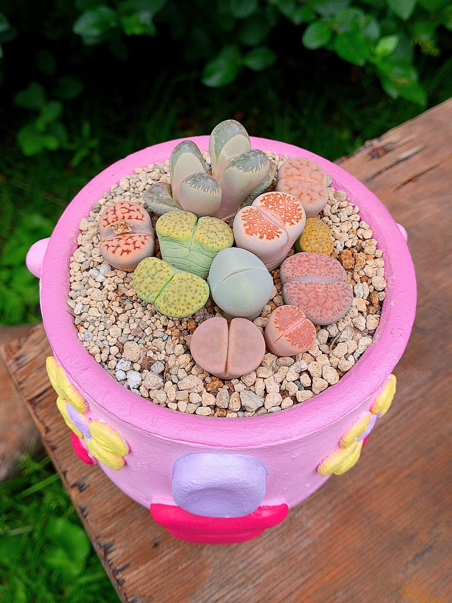 Paquete lithops Mix - Flores amarillas A