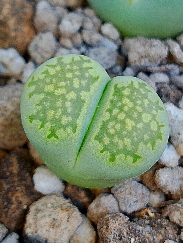 C351A 	Lithops salicola 'Malachite