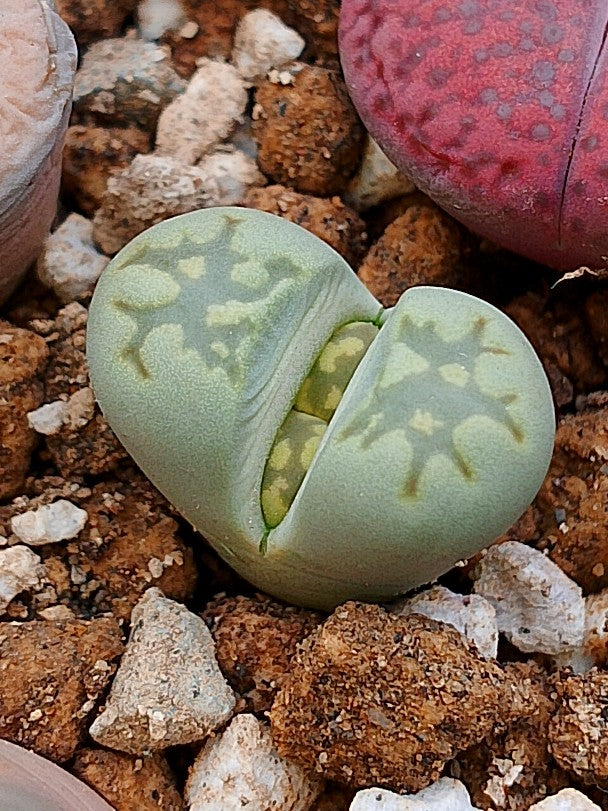 Lithops julii ssp. fulleri 'Limelight' 2.5 años