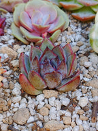 Echeveria Yuna